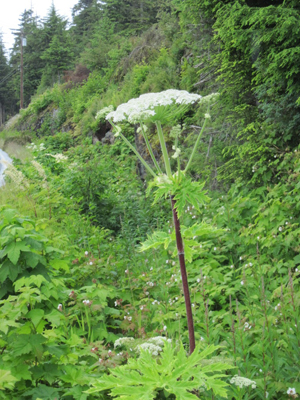 giant hogweed