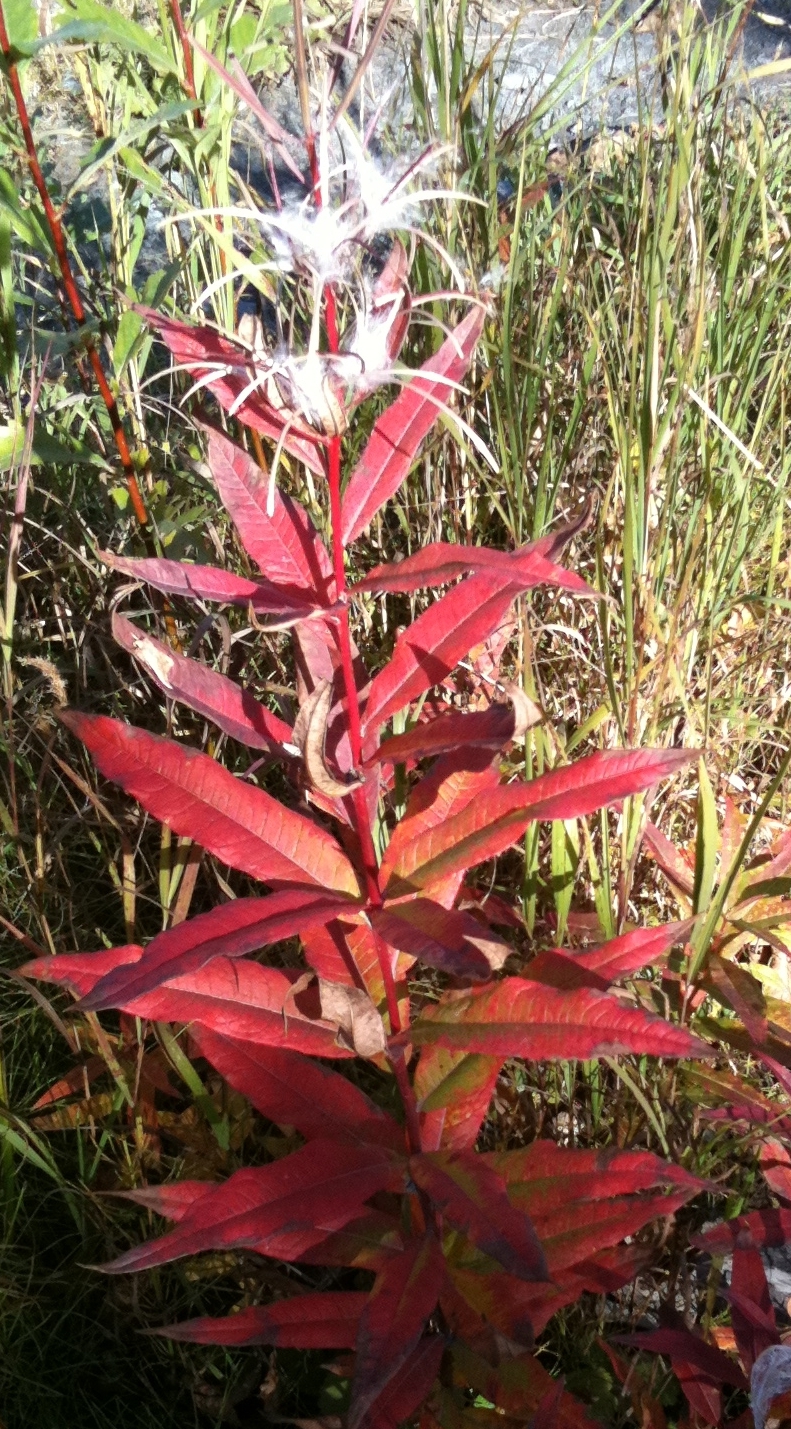 FallFireweed