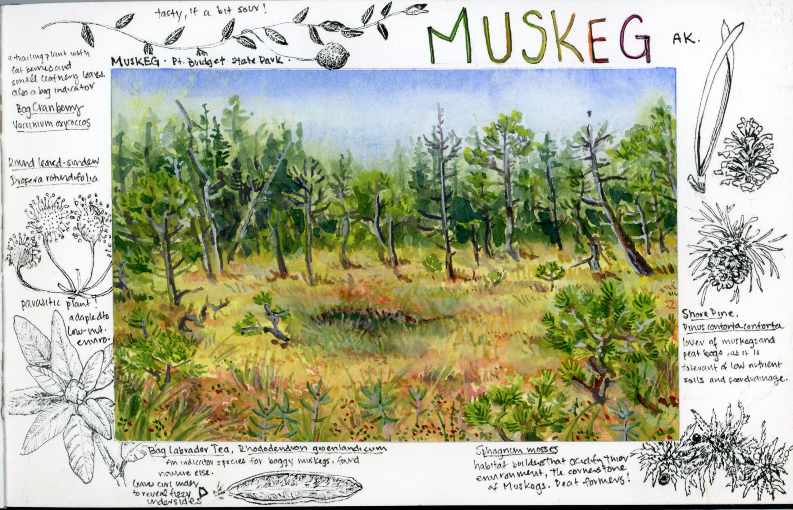 Painting of Muskeg at Point Bridget State Park by Nina Grauley