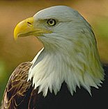photo of eagle
