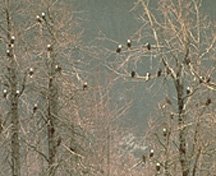 Bald Eagle Preserve
