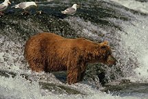 Bear at falls